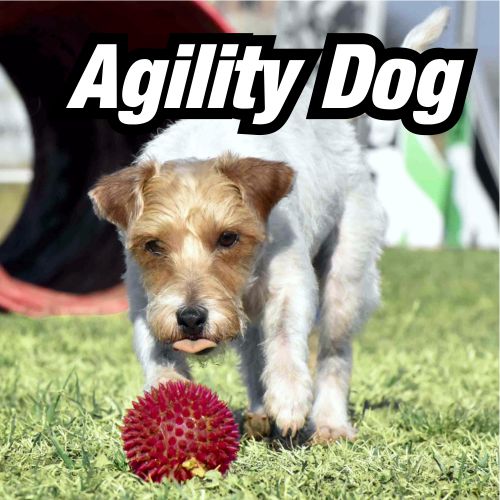 Agility Dog